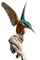 Rena Eisvogel Vogel Bird - besplatni png animirani GIF