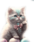 cat pastel cute - PNG gratuit GIF animé