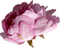 minou-pink-flower-blommor - png gratis GIF animado