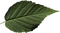 Leaf Lámina Blatt Feuille green verte verde - ücretsiz png animasyonlu GIF