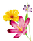 flores - ilmainen png animoitu GIF