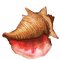 conch - безплатен png анимиран GIF