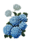 Hortensien, Blumen, Blau