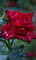 roses!!!! - GIF animé gratuit GIF animé
