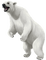 polar bear by nataliplus - zadarmo png animovaný GIF