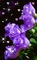 MMarcia  fundo rosas lilas - PNG gratuit GIF animé