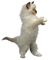 gato,cats-l - Free PNG Animated GIF