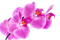 Orchid. Nitsa - ücretsiz png animasyonlu GIF