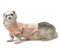 Kaz_Creations Ferret - ilmainen png animoitu GIF