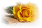cecily-fleur rose jaune