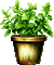 ♡§m3§♡ coffee plant green animated - Darmowy animowany GIF animowany gif