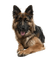 malinois1 - 免费PNG 动画 GIF
