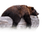 björn-djur--- bear-animal - PNG gratuit GIF animé