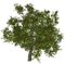 Kaz_Creations Trees Tree