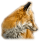 Kaz_Creations Fox - 免费PNG 动画 GIF
