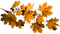 Herbst - darmowe png animowany gif