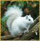 glitter albino squirrel - GIF animado grátis Gif Animado