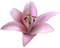 Kaz_Creations Flowers Flower - zdarma png animovaný GIF