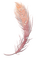 höyhen sulka feather sisustus decor - Free PNG Animated GIF