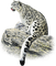 snow leopard bp - png gratis GIF animasi