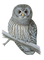 Kaz_Creations Owls Owl Birds Bird - gratis png geanimeerde GIF