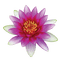 Lotus - darmowe png animowany gif