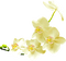 Fleur Blanche.Cheyenne63 - bezmaksas png animēts GIF