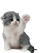 Cat - Animovaný GIF zadarmo