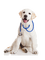 Veterinary clinic bp - zadarmo png animovaný GIF