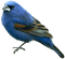 Kaz_Creations Birds Bird - bezmaksas png animēts GIF