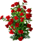 róże - nemokama png animuotas GIF