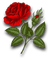 Rose - бесплатно png анимированный гифка