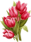 Tulpen, rot, Vintage, Blumen - бесплатно png анимированный гифка