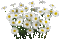 Y.A.M._Summer Flowers Decor - Ilmainen animoitu GIF animoitu GIF