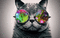 Universal Cat - Free animated GIF