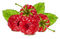 Rasberries - PNG gratuit GIF animé