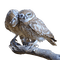 Kaz_Creations Birds Bird Owls Owl - δωρεάν png κινούμενο GIF