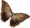 Papillon - darmowe png animowany gif