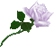 Flower, Flowers, Rose, Roses, White, Purple, Deco, Decoration, Animation, GIF - Jitter.Bug.Girl - Darmowy animowany GIF animowany gif