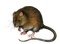 Kaz_Creations Rat Mouse