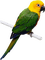 Kaz_Creations Birds Bird Parrot - фрее пнг анимирани ГИФ