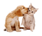 tiere milla1959 - 免费PNG 动画 GIF