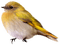 oiseau jaune