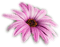 Kaz_Creations Deco Flower - ilmainen png animoitu GIF