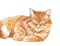 Katze, rot, cat, red - png gratuito GIF animata