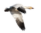 minou-bird - Free PNG Animated GIF