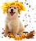dolceluna dog - gratis png animeret GIF