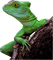lagarto - ücretsiz png animasyonlu GIF