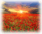 poppy field landscape