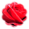 trandafir - PNG gratuit GIF animé